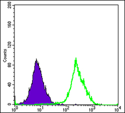 Fig2: Flow cytometric analysis of Hela cells with Fucokinase antibody at 1/100 dilution (green) compared with an unlabelled control (cells without incubation with primary antibody; purple).