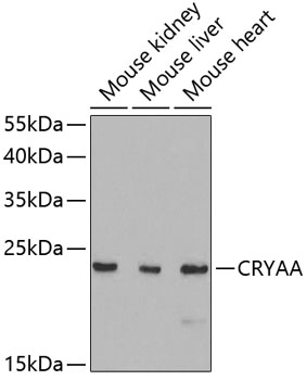 Western blot - CRYAA Polyclonal Antibody 