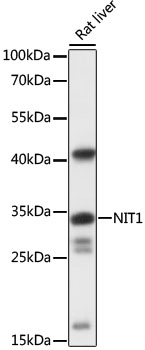 Western blot - NIT1 Polyclonal Antibody 