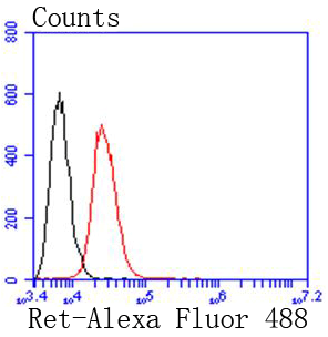 Fig7:; Flow cytometric analysis of Ret was done on SW480 cells. The cells were fixed, permeabilized and stained with the primary antibody ( 1/50) (red). After incubation of the primary antibody at room temperature for an hour, the cells were stained with a Alexa Fluor 488-conjugated Goat anti-Rabbit IgG Secondary antibody at 1/1000 dilution for 30 minutes.Unlabelled sample was used as a control (cells without incubation with primary antibody; black).