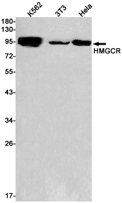 Western blot detection of HMGCR in K562,3T3,Hela cell lysates using HMGCR Rabbit pAb(1:1000 diluted).Predicted band size:98kDa.Observed band size:98kDa.