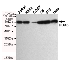 Western blot detection of DDX3 in Hela,3T3,C6,COS7,K562 and Jurkat cell lysate using DDX3 mouse mAb (1:1000 diluted).Predicted band size: 75KDa.Observed band size: 75KDa.