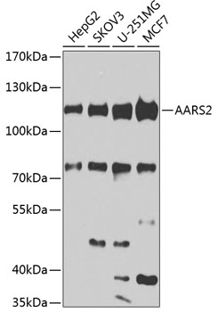 Western blot - AARS2 Polyclonal Antibody 