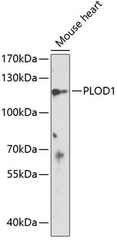 Western blot - PLOD1 Polyclonal Antibody 