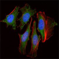 Immunofluorescence analysis of Hela cells using CLOCK mouse mAb (green). Red: Actin filaments have been labeled with Alexa Fluor-555 phalloidin. Blue: DRAQ5 fluorescent DNA dye.