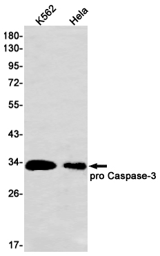 Western blot detection of Caspase-3 in K562,Hela cell lysates using Caspase-3 Rabbit mAb(1:1000 diluted).Predicted band size:32kDa.Observed band size:32kDa.