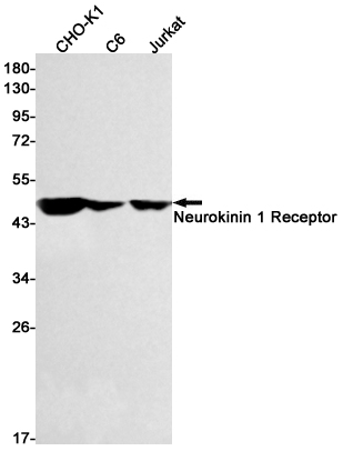 Western blot detection of Neurokinin 1 Receptor in CHO-K1,C6,Jurkat cell lysates using Neurokinin 1 Receptor Rabbit mAb(1:500 diluted).Predicted band size:46kDa.Observed band size:46kDa.
