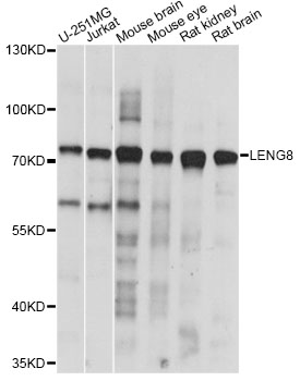 Western blot - LENG8 Polyclonal Antibody 