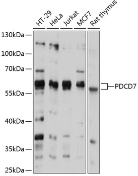 Western blot - PDCD7 Polyclonal Antibody 
