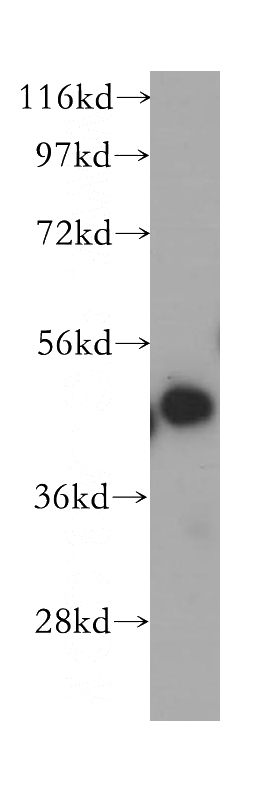 HepG2 cells were subjected to SDS PAGE followed by western blot with Catalog No:110357(ERGIC2 antibody) at dilution of 1:500