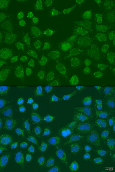 Immunofluorescence - WNT9A Polyclonal Antibody 