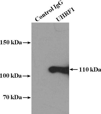 IP Result of anti-UHRF1 (IP:Catalog No:116563, 4ug; Detection:Catalog No:116563 1:1000) with HeLa cells lysate 3200ug.