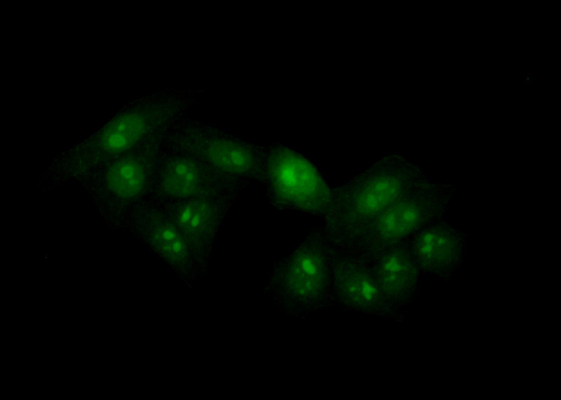 Immunofluorescent analysis of (10% Formaldehyde) fixed HepG2 cells using Catalog No:113292(NOL12 Antibody) at dilution of 1:50 and Alexa Fluor 488-congugated AffiniPure Goat Anti-Rabbit IgG(H+L)