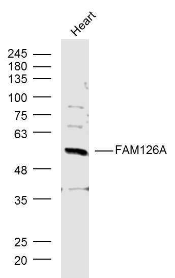 Fig1: Sample:; Heart (Mouse) Lysate at 40 ug; Primary: Anti-FAM126A at 1/300 dilution; Secondary: IRDye800CW Goat Anti-Rabbit IgG at 1/20000 dilution; Predicted band size: 58 kD; Observed band size: 58 kD