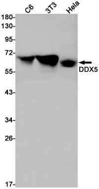 Western blot detection of DDX5 in C6,3T3,Hela cell lysates using DDX5 Rabbit pAb(1:1000 diluted).Predicted band size:69kDa.Observed band size:69kDa.