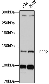 Western blot - Per2 Polyclonal Antibody 
