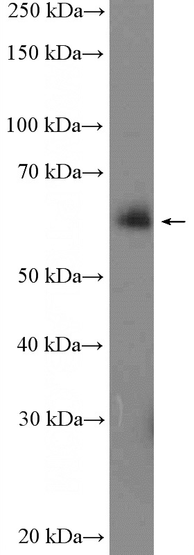 NIH/3T3 cells were subjected to SDS PAGE followed by western blot with Catalog No:110473(FAM134B Antibody) at dilution of 1:500