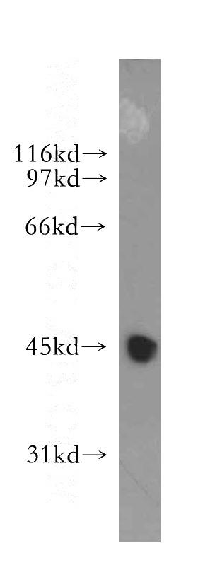 HepG2 cells were subjected to SDS PAGE followed by western blot with Catalog No:112318(LRG1 antibody) at dilution of 1:400
