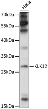 Western blot - KLK12 Polyclonal Antibody 