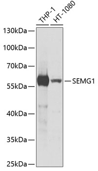 Western blot - SEMG1 Polyclonal Antibody 