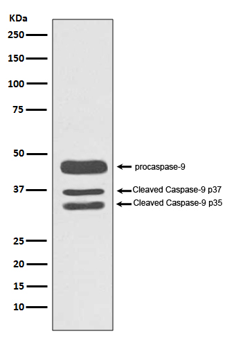 Western blot analysis of Caspase-9 expression in HeLa cell lysate.