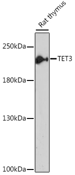 Western blot - TET3 Polyclonal Antibody 