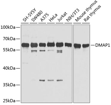 Western blot - DMAP1 Polyclonal Antibody 