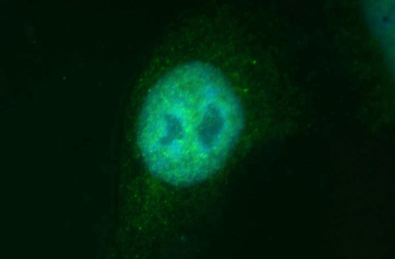 Immunofluorescent analysis of HepG2 cells, using KDM3A antibody Catalog No:112025 at 1:50 dilution and FITC-labeled donkey anti-rabbit IgG(green). Blue pseudocolor = DAPI (fluorescent DNA dye).
