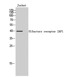 Fig1:; Western Blot analysis of Jurkat cells using Olfactory receptor 2AP1 Polyclonal Antibody