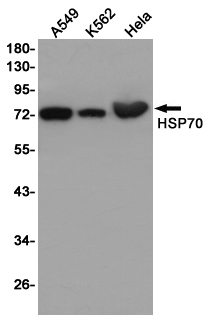 Western blot detection of HSP70 in A549,K562,Hela cell lysates using HSP70 (1D9) Mouse mAb(1:1000 diluted).Predicted band size:70KDa.Observed band size:70KDa.