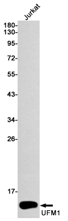 Western blot detection of UFM1 in Jurkat cell lysates using UFM1 Rabbit mAb(1:1000 diluted).Predicted band size:9kDa.Observed band size:9kDa.