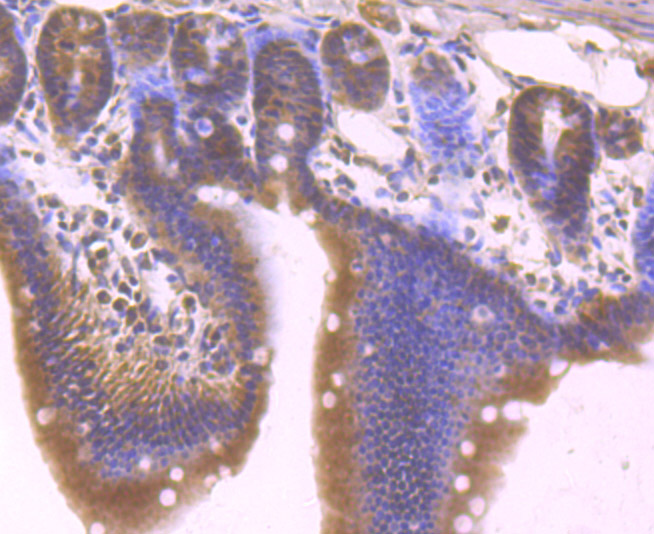 Fig5: Immunohistochemical analysis of paraffin-embedded mouse small intestine tissue using anti-Tle6 antibody. Counter stained with hematoxylin.