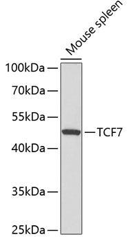 Western blot - TCF7 Polyclonal Antibody 