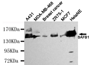 Western blot detection of SAFB1 in HelaNE,A431,MDA-MB-468,Breast cancer,ZR75-1 and MCF7 cell lysates using SAFB1 mouse mAb (1:4000 diluted).Predicted band size: 130kDa.Observed band size: 130kDa.