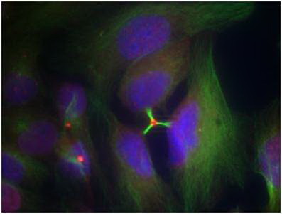 Immunofluorescence staining of methanol-fixed Hela cells using Histone H3.1 (Phospho-Ser10) Antibody .