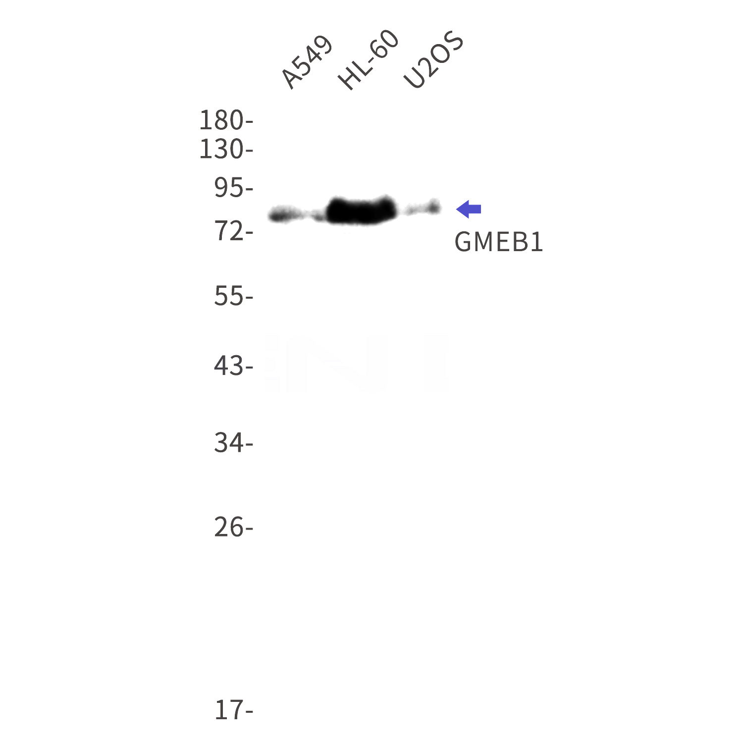 Western blot detection of GMEB1 in A549,HL-60,U2OS cell lysates using GMEB1 Rabbit mAb(1:1000 diluted).Predicted band size:61kDa.Observed band size:80kDa.