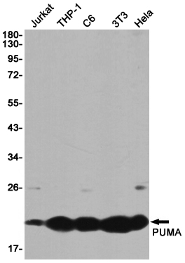 Western blot detection of PUMA in Jurkat,THP-1,C6,3T3,Hela cell lysates using PUMA Rabbit pAb(1:1000 diluted).Predicted band size:21KDa.Observed band size:21KDa.