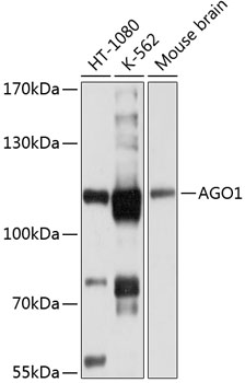 Western blot - AGO1 Polyclonal Antibody 