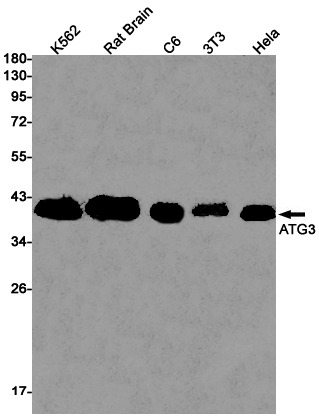 Western blot detection of ATG3 in K562,Rat Brain,C6,3T3,Hela cell lysates using ATG3 Rabbit pAb(1:1000 diluted).Predicted band size:36kDa.Observed band size:40kDa.