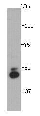 Fig1: Western blot analysis on Hela cell lysates using anti-IRX2 rabbit polyclonal antibodies.