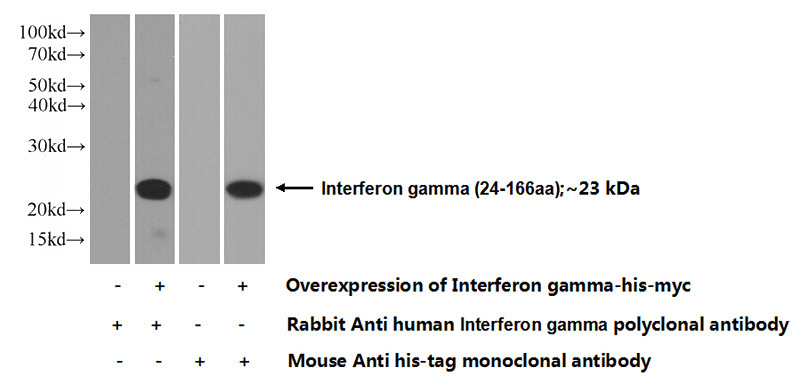 Transfected HEK-293 cells were subjected to SDS PAGE followed by western blot with Catalog No:111869(IFNG Antibody) at dilution of 1:500