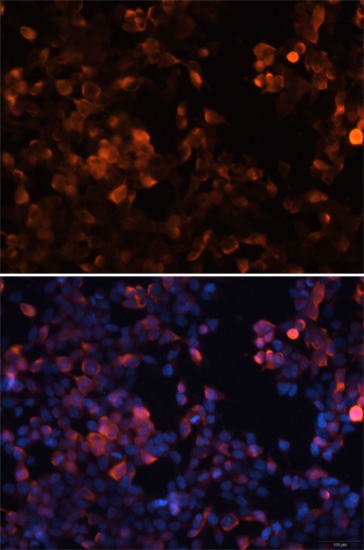 Immunofluorescence - Mouse anti Myc-Tag mAb 