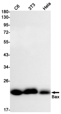 Western blot detection of Bax in C6,3T3,Hela cell lysates using Bax Rabbit mAb(1:1000 diluted).Predicted band size:21kDa.Observed band size:20kDa.