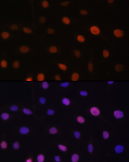 Immunofluorescence - UHRF2 Polyclonal Antibody 