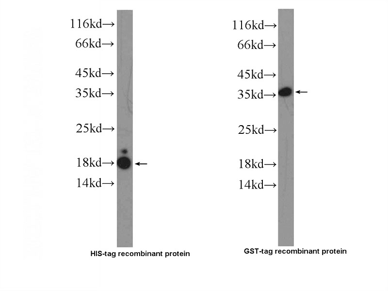 Recombinant protein were subjected to SDS PAGE followed by western blot with Catalog No:111153(GR repeat Antibody) at dilution of 1:1000