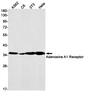 Western blot detection of Adenosine A1 Receptor in K562,C6,3T3,Hela cell lysates using Adenosine A1 Receptor Rabbit mAb(1:1000 diluted).Predicted band size:37kDa.Observed band size:37kDa.