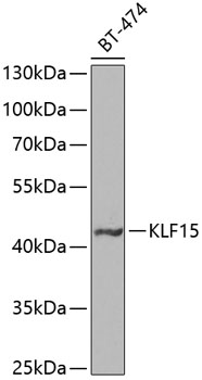 Western blot - KLF15 Polyclonal Antibody 