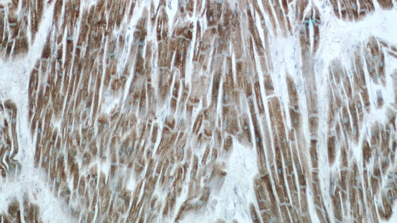 Immunohistochemistry of paraffin-embedded human heart tissue slide using Catalog No:108662(C14orf2 Antibody) at dilution of 1:50 (under 10x lens)