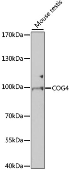 Western blot - COG4 Polyclonal Antibody 