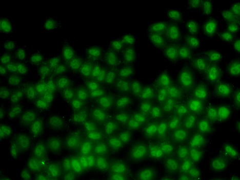 Immunofluorescence - ID3 Polyclonal Antibody 